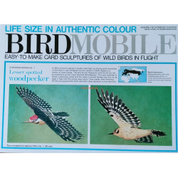 Малый пёстрый дятел (Dryobates minor)