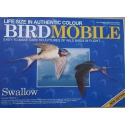 Swallow (Hirundo rustica)