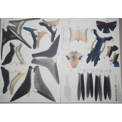 Ласточка деревенская (Hirundo rustica)