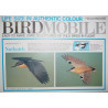 Eurasian Nuthatch (Sitta europaea)