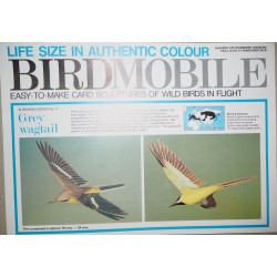 Горная трясогузка (Motacilla cinerea)