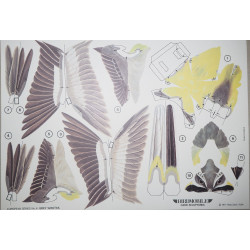 Горная трясогузка (Motacilla cinerea)