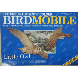 Малая сова (Athene noctua)