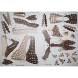 Pelėdikė arba mažoji pelėda (Athene noctua)