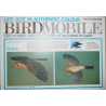 European robin (Erithacus rubecela)