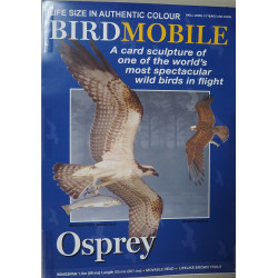 Osprey (Pandion haliaetus)