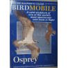 Osprey (Pandion haliaetus)