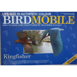 Обыкновенный зимородок (Alcedo atthis)