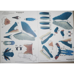 Обыкновенный зимородок (Alcedo atthis)