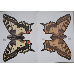 Махаон - бабочка