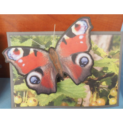 Павлиний глаз - бабочка