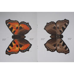 The Stinging nettle - the butterfly