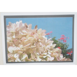 Адмирал - бабочка